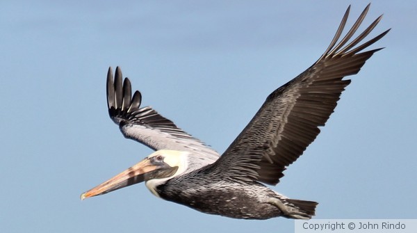Pelican solo