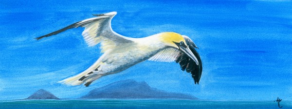 Gannet near Foula