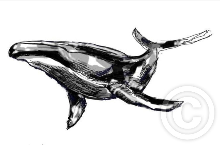 whale