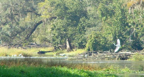 Sandhill Crane on the Santa Fe River