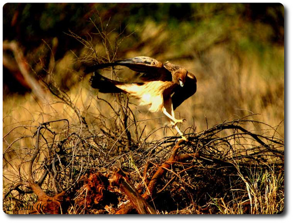 Landing 