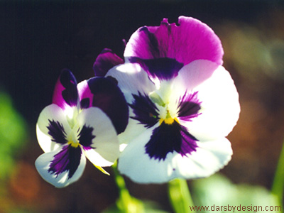 Pansies
