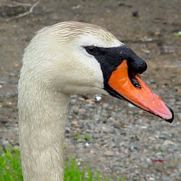 Swan closeup