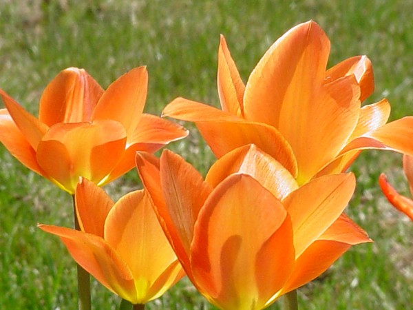 Spring Orange