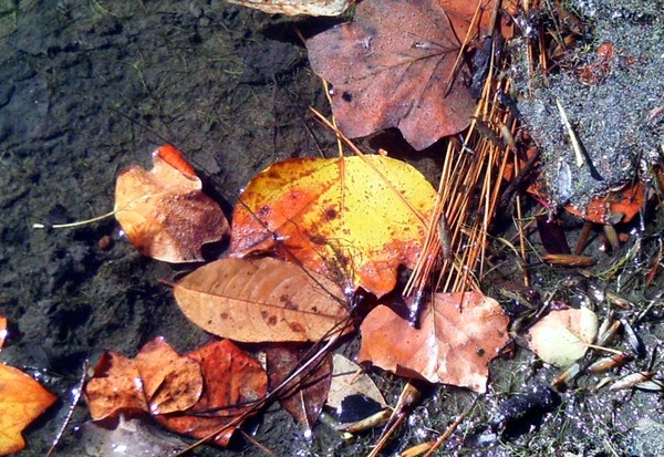 Leaves