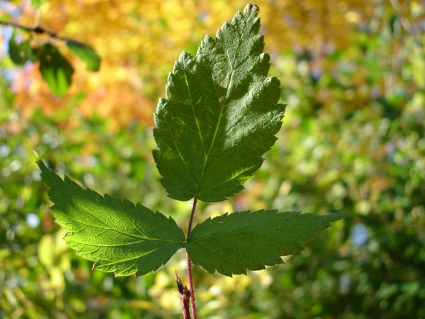 Poison Ivy in the Autumn