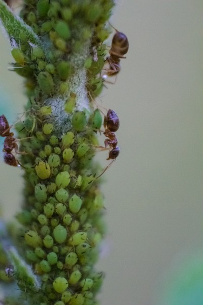 Ant Farm