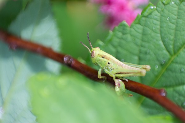 Hopper