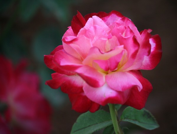But friendship is the breathing rose...
