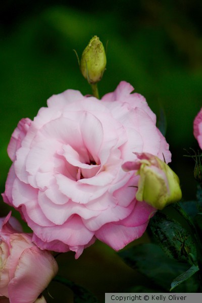Pink Rose
