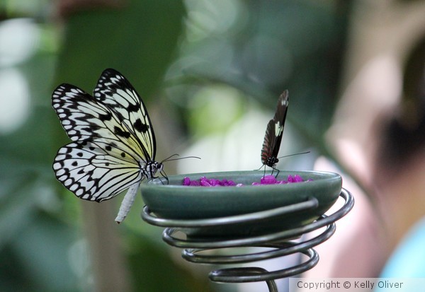 Tree Nymph Feeding