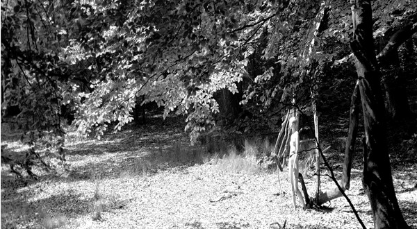 fairies in the forrest