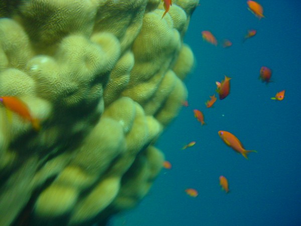 fishy, fishy.......uuuu, fishy