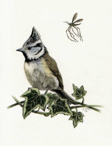 Crested Tit