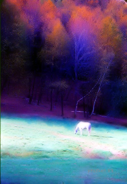 whitehorse