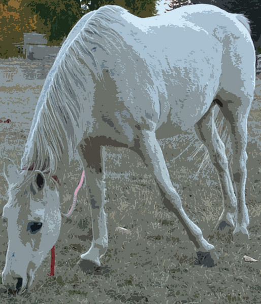Gray Horse