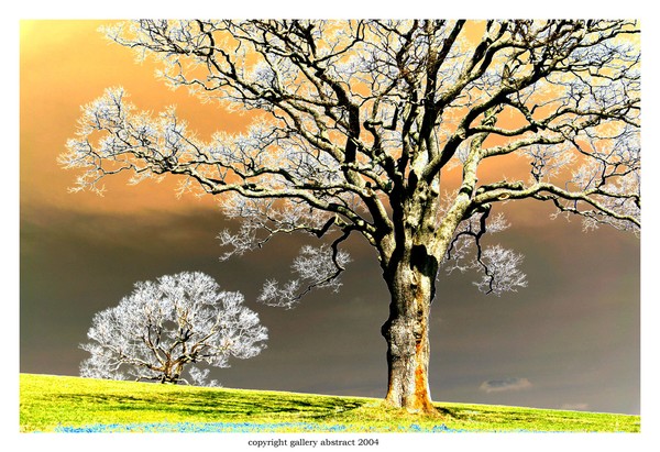 Solarized Trees #8