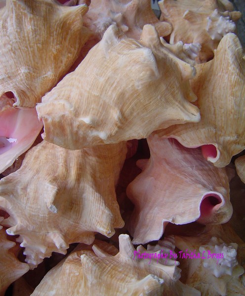 All The Pretty Sea Shells