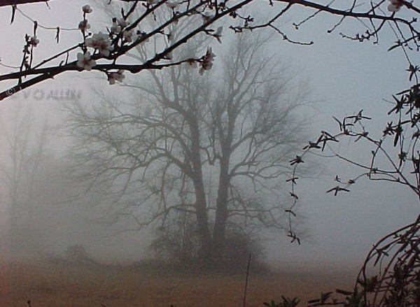 FOGGY FEBRUARY MORNING