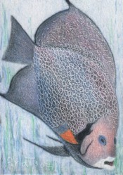 Fish - ACEO