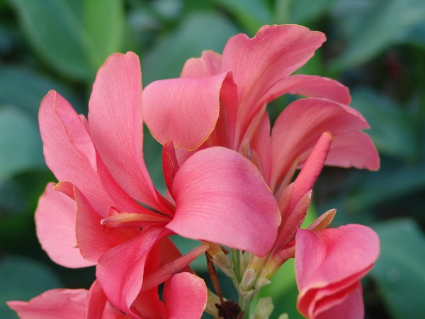 Red Flowers