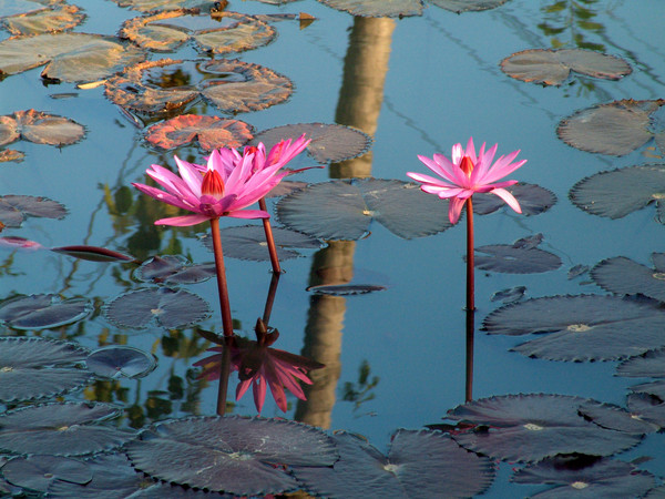 3 pink lotus flowers