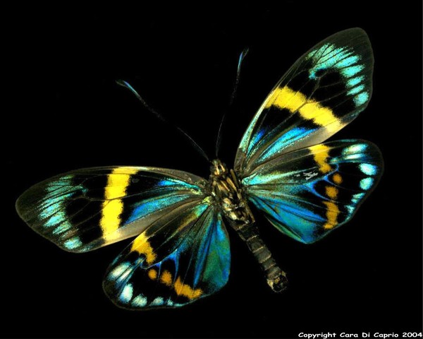 Eterusia Repleta