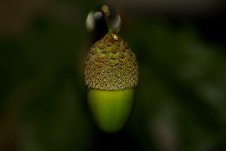 Acorn