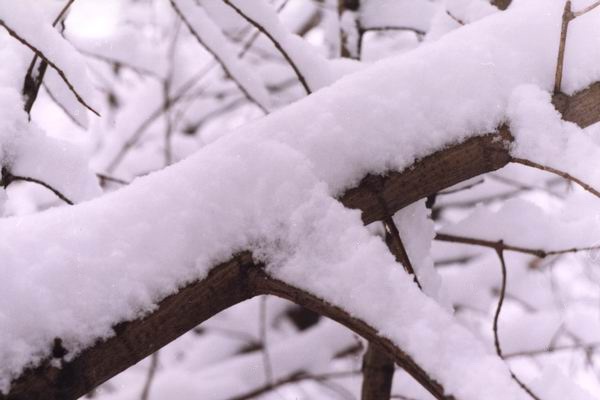 Snow