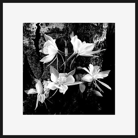 Columbine on Aspen
