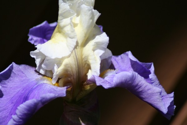 Bearded Iris