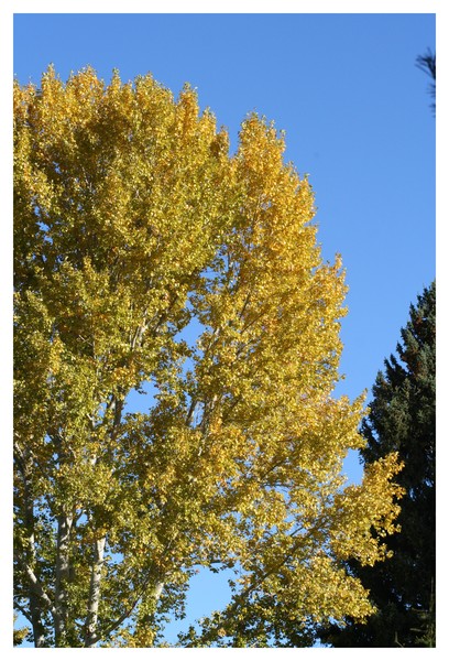 Fall Leaves 