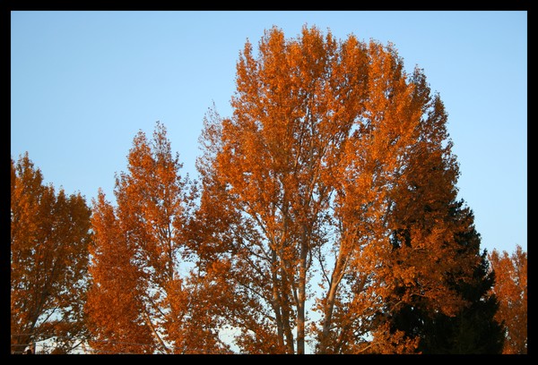 Fall Colors