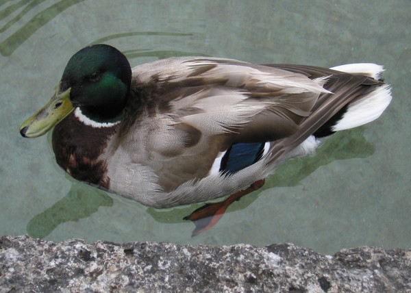 Malard Duck, Salzburg