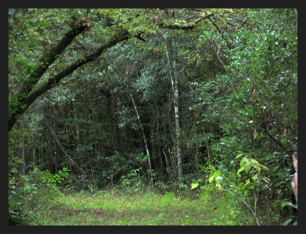 Crisdale Woods