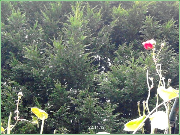 Late Rose