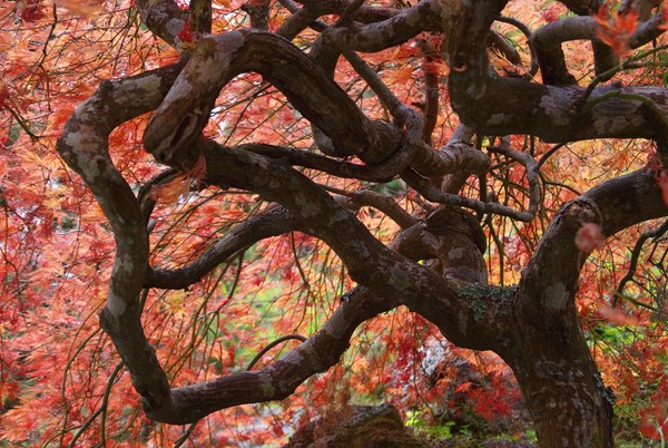 Autumn Colours