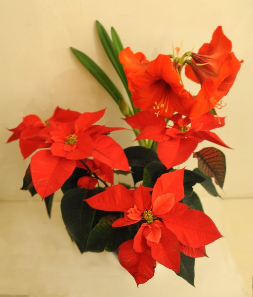 Amaryllis & Poinsettia