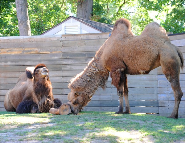 Camels
