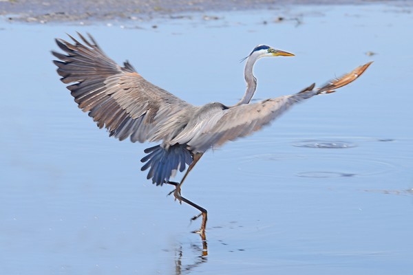 Great Blue Heron Landing