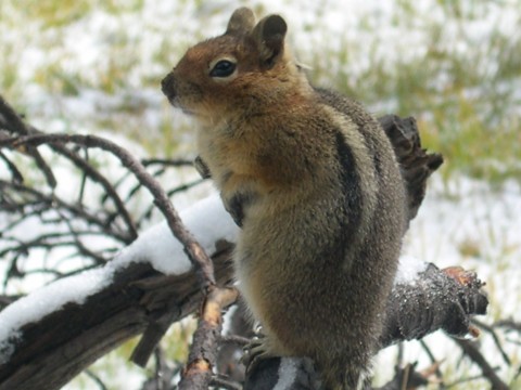 Little Chipmunk