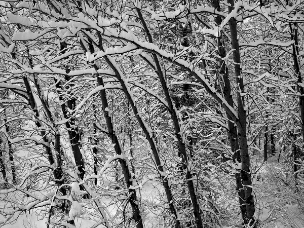 wagner snowtrees 0543