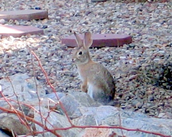 Arizona Bunny