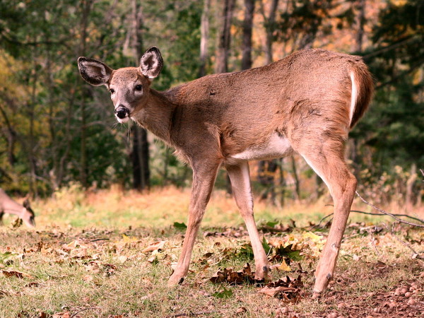 deer