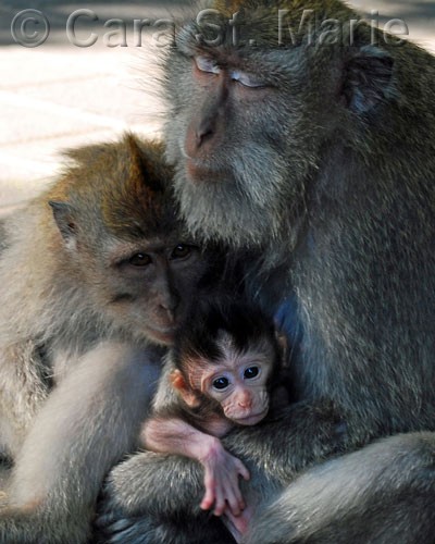 Monkey Family