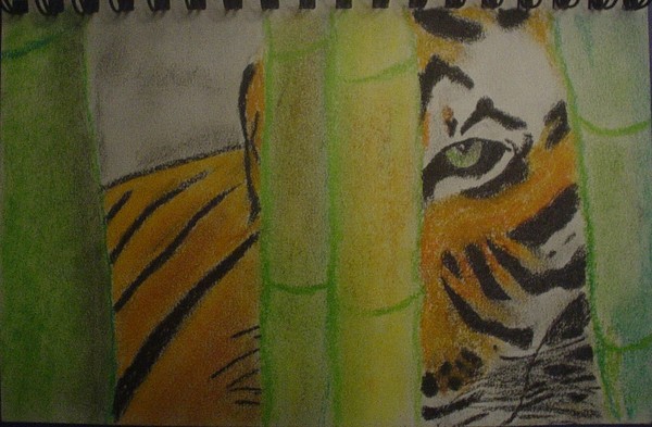 Tiger In Bamboo