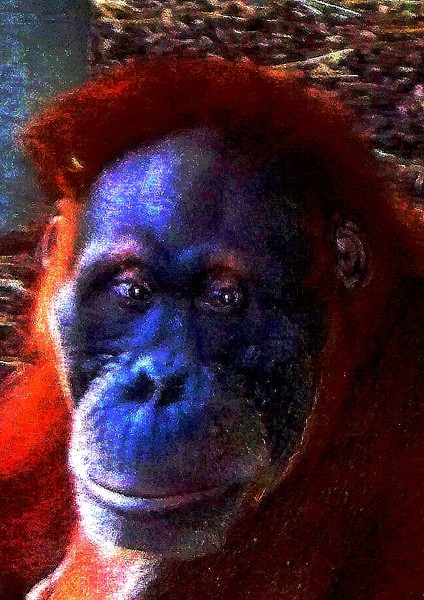 Oldman of the Forest