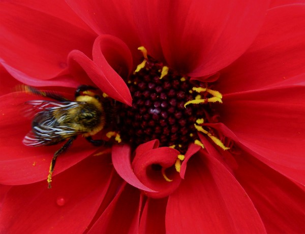 Bumblebee on Lipstick Red Flower