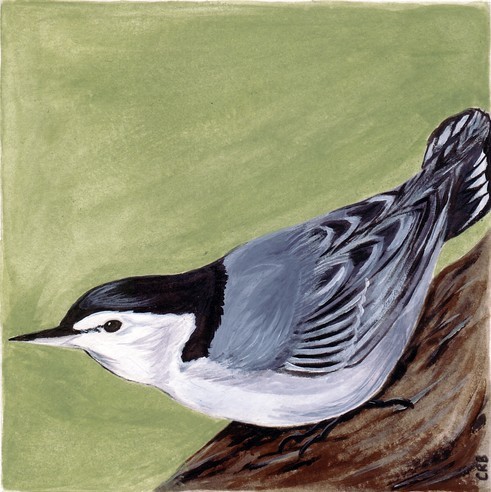 White Breasted Nuthatch