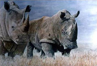 White Rhinos